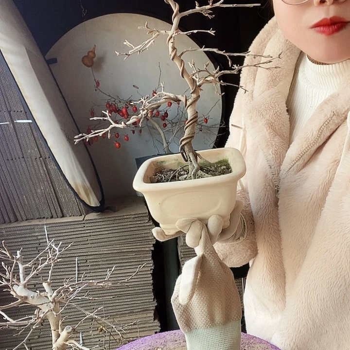 用***3大量花朵（建议范围：8朵-15朵 或40%以上）