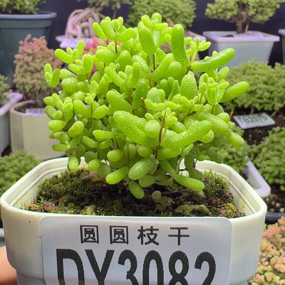 3082蜜橘糖球一物一拍