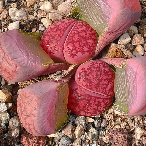 【闪购商品】25813