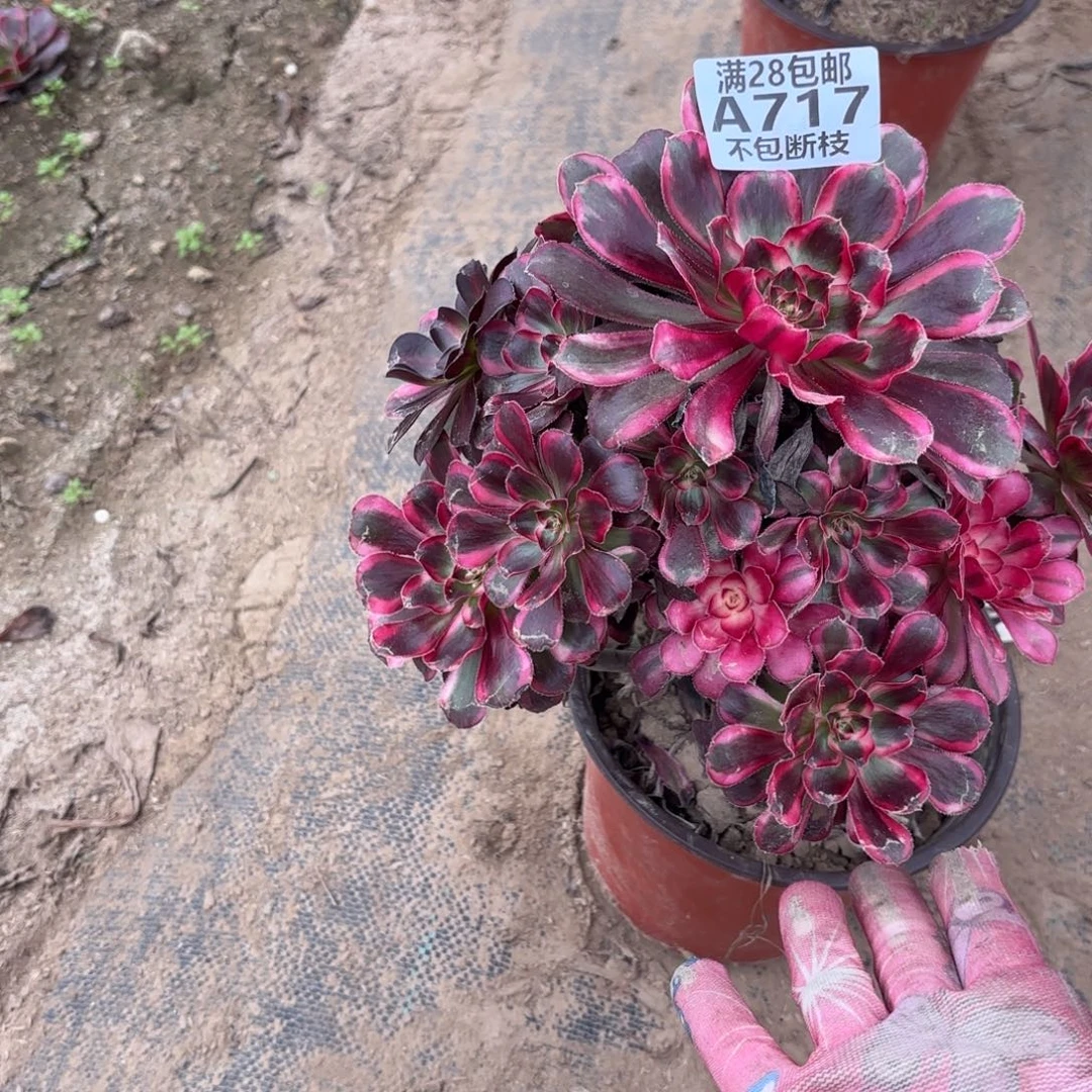 段***）P. 717香奈儿多肉112233