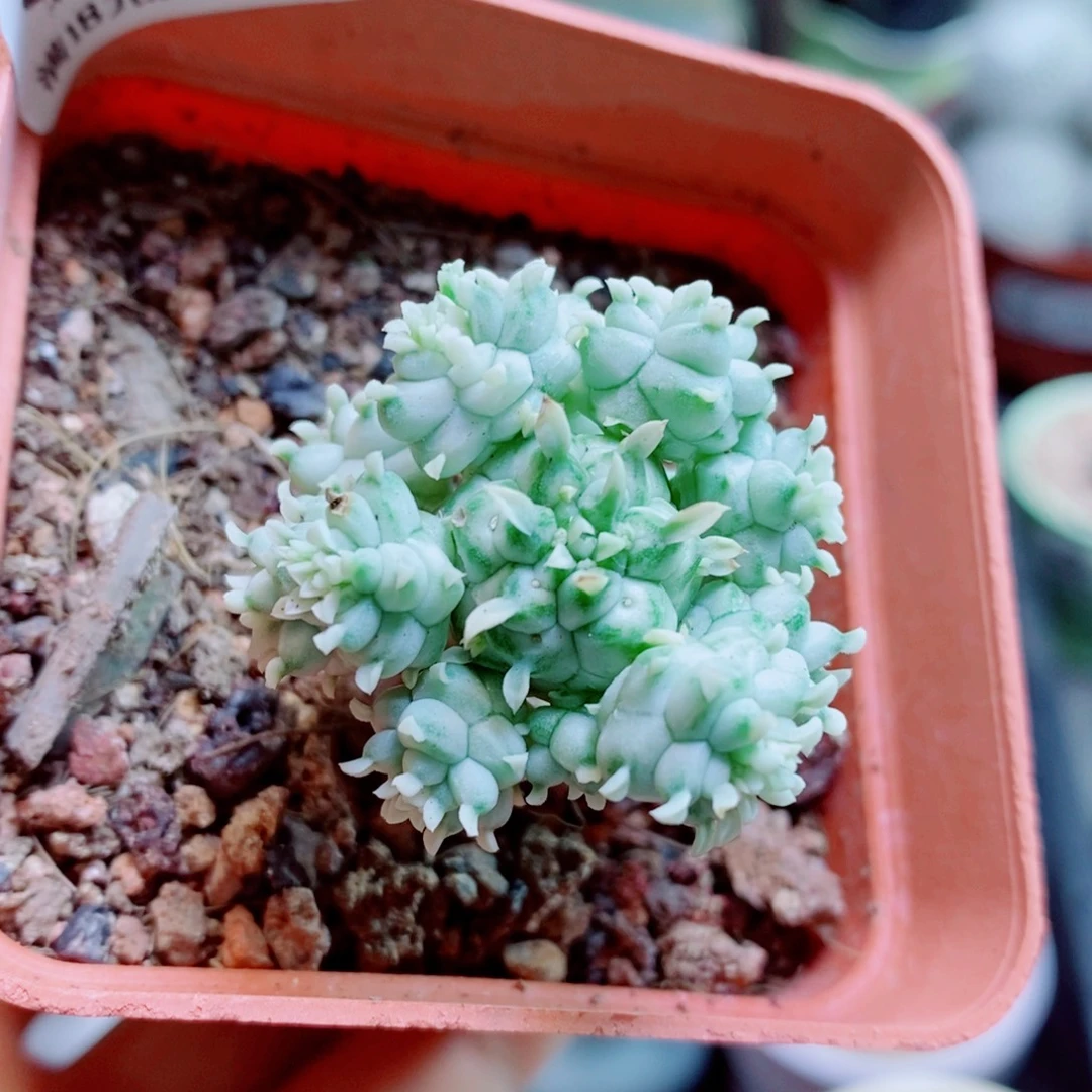 生石花花花花花花花250