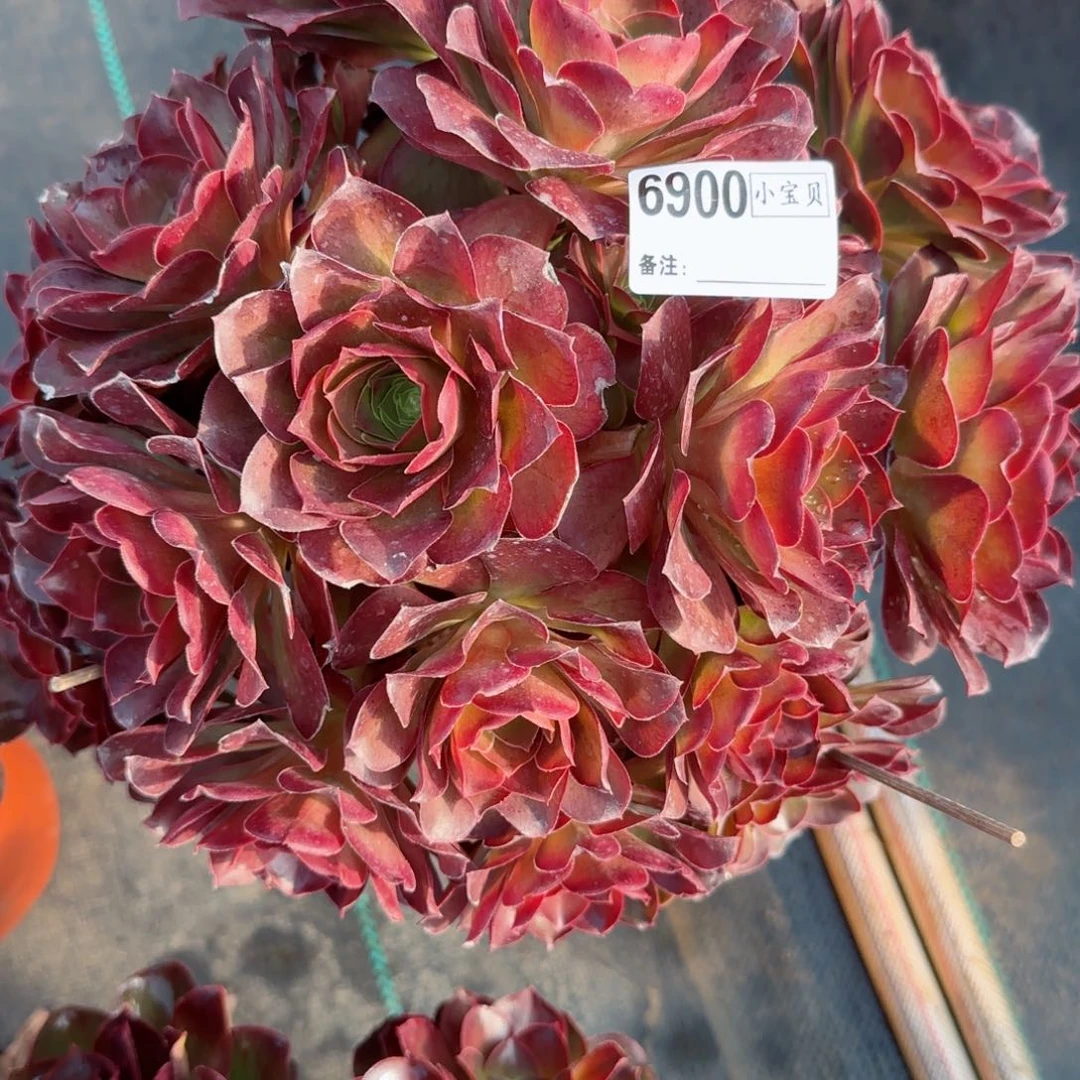 傻**?6900魅金多肉多肉