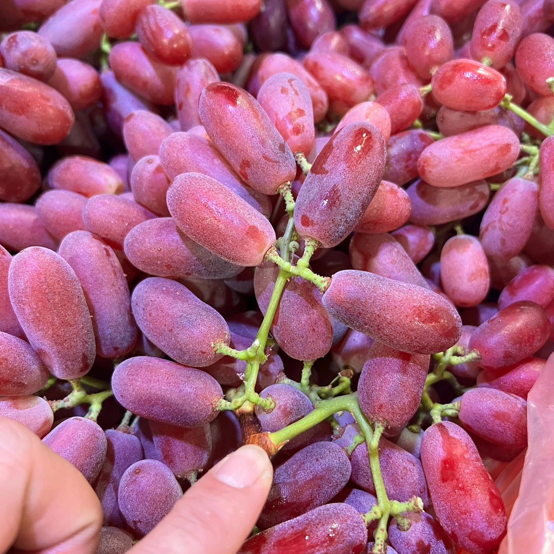美人指无籽提脆甜多汁提子香味浓郁当季应季水果老少皆宜只发川渝四川省