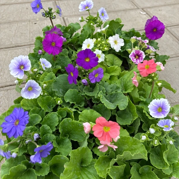 【缤纷甄选】精品四季樱带花苞发货到手两盆两色颜色随机发