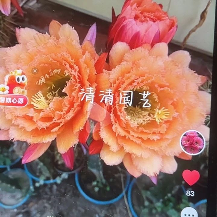 清清1-012侧牙瑕疵黑点