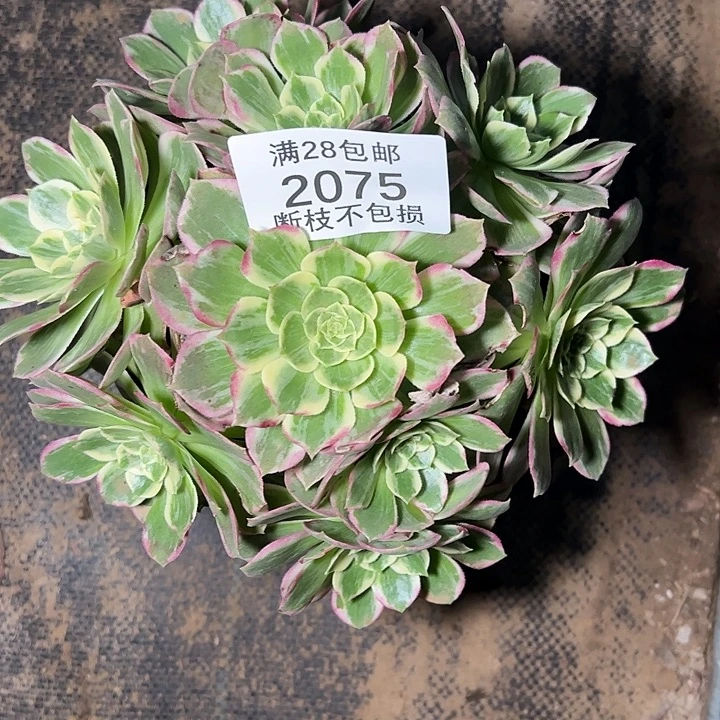 2075万彩灯多肉植物