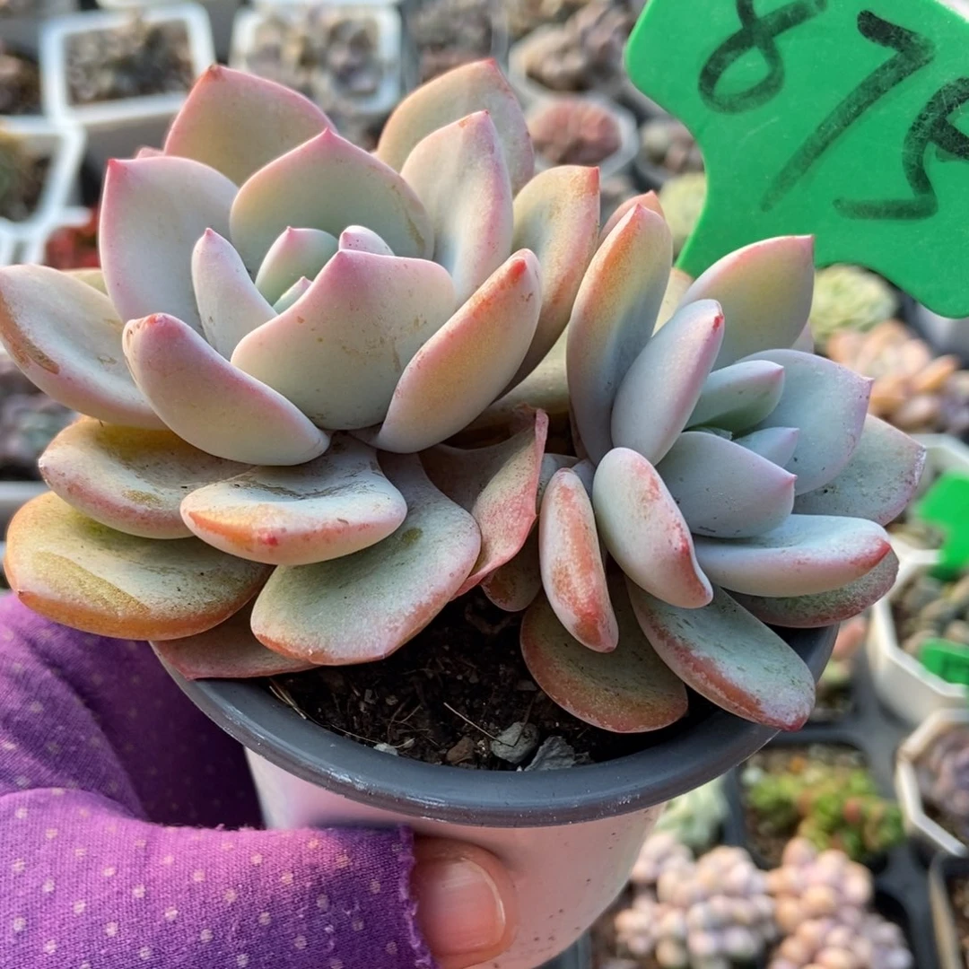 875奶茶多肉植物多肉