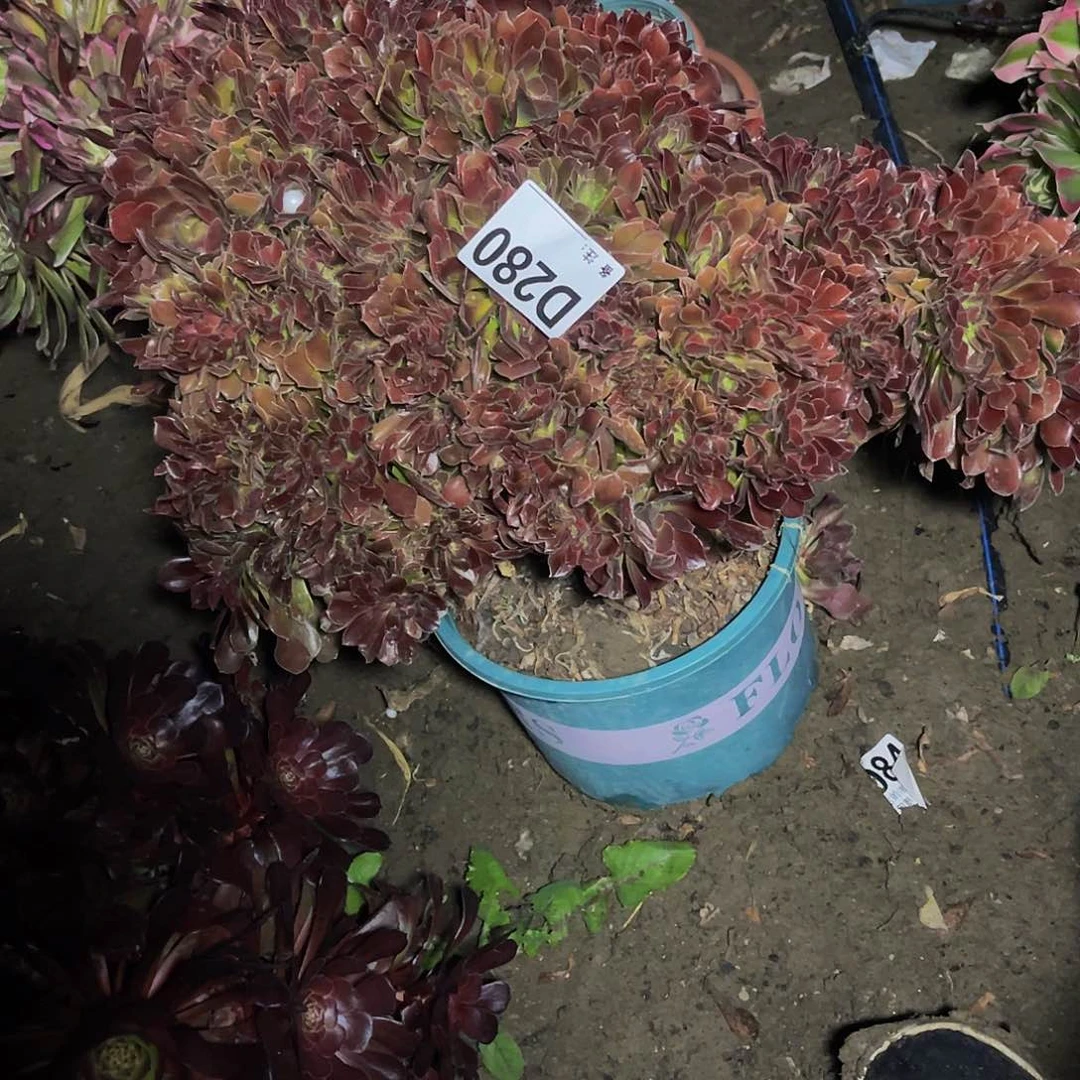 法师法师13-50包邮法师