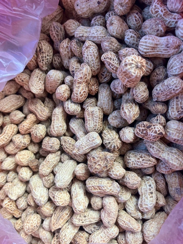 漳州红泥花生烘干