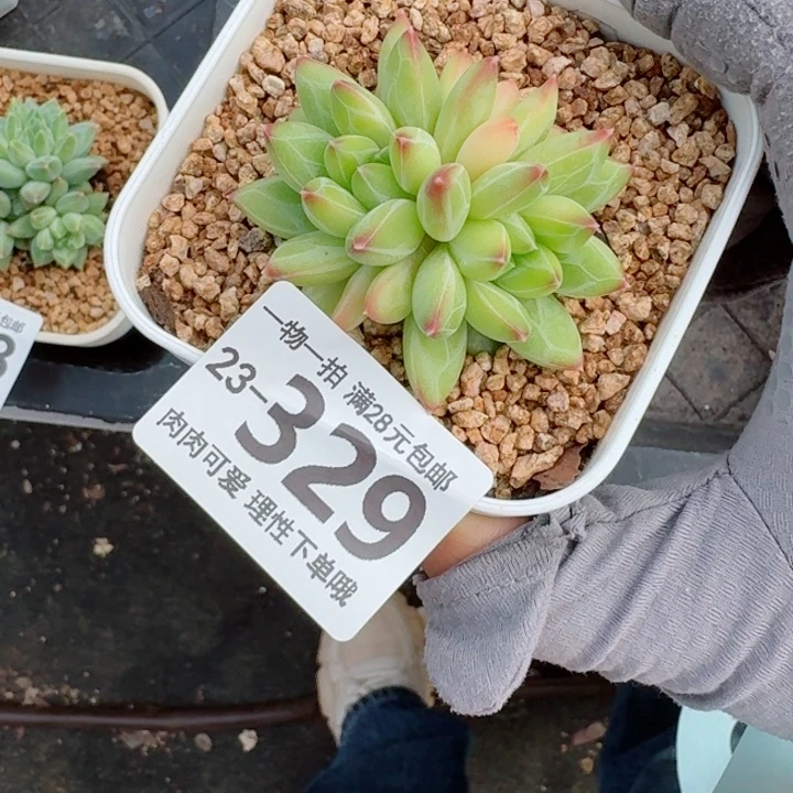 胖体青花瓷无盆土发货