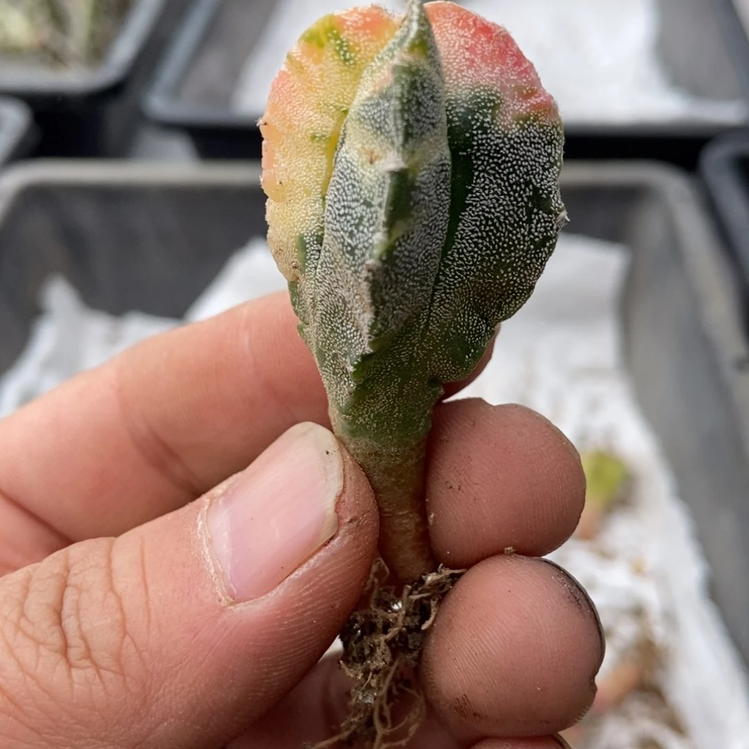 金***宴无刺仙人球开花了了