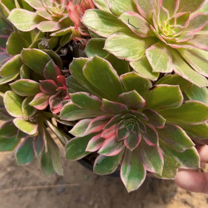 多肉植物法师8750法师