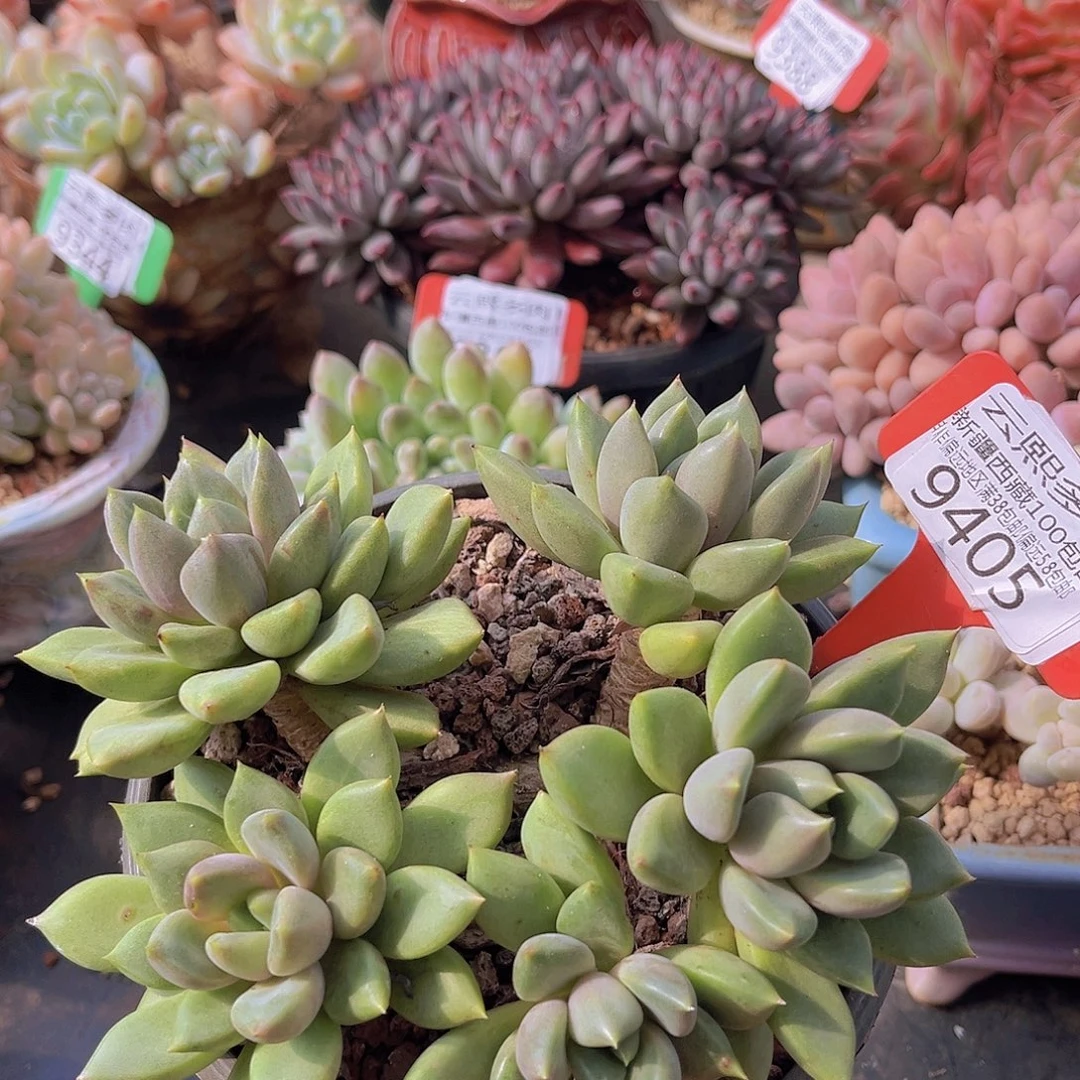 9405红象牙多肉植物