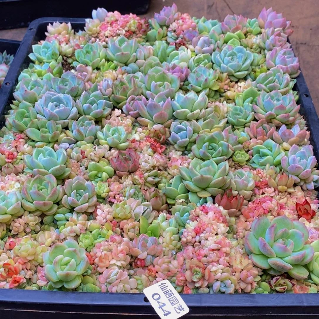 圆***茶044多肉植物保护研究所所长