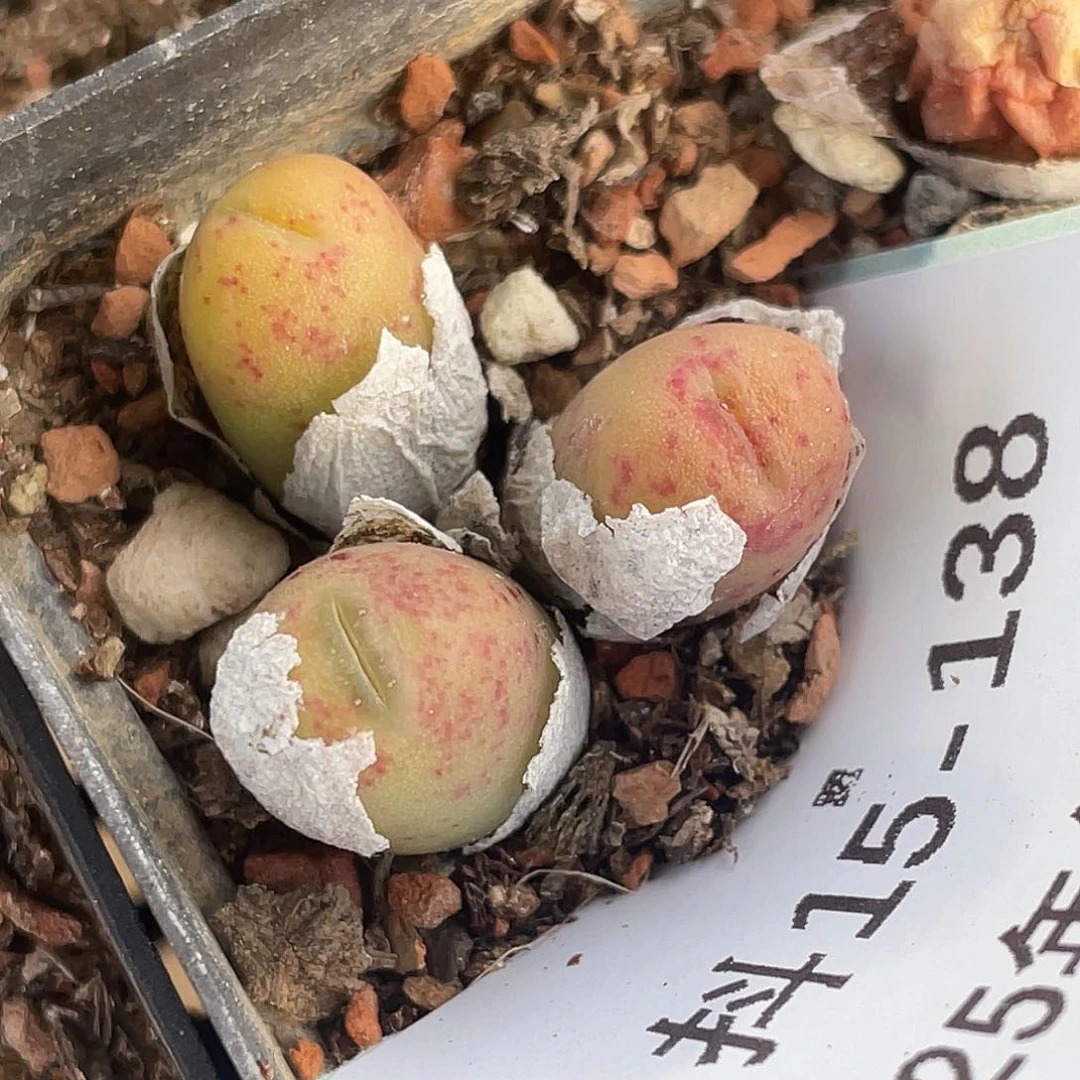 15-138鲁提辖多肉植物