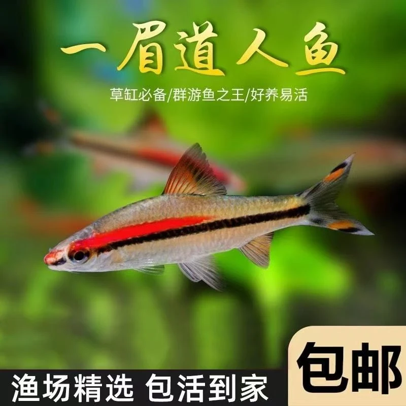 一眉道人热带活体观赏鱼苗群游草缸淡水新手混养灯科好养中小型鱼