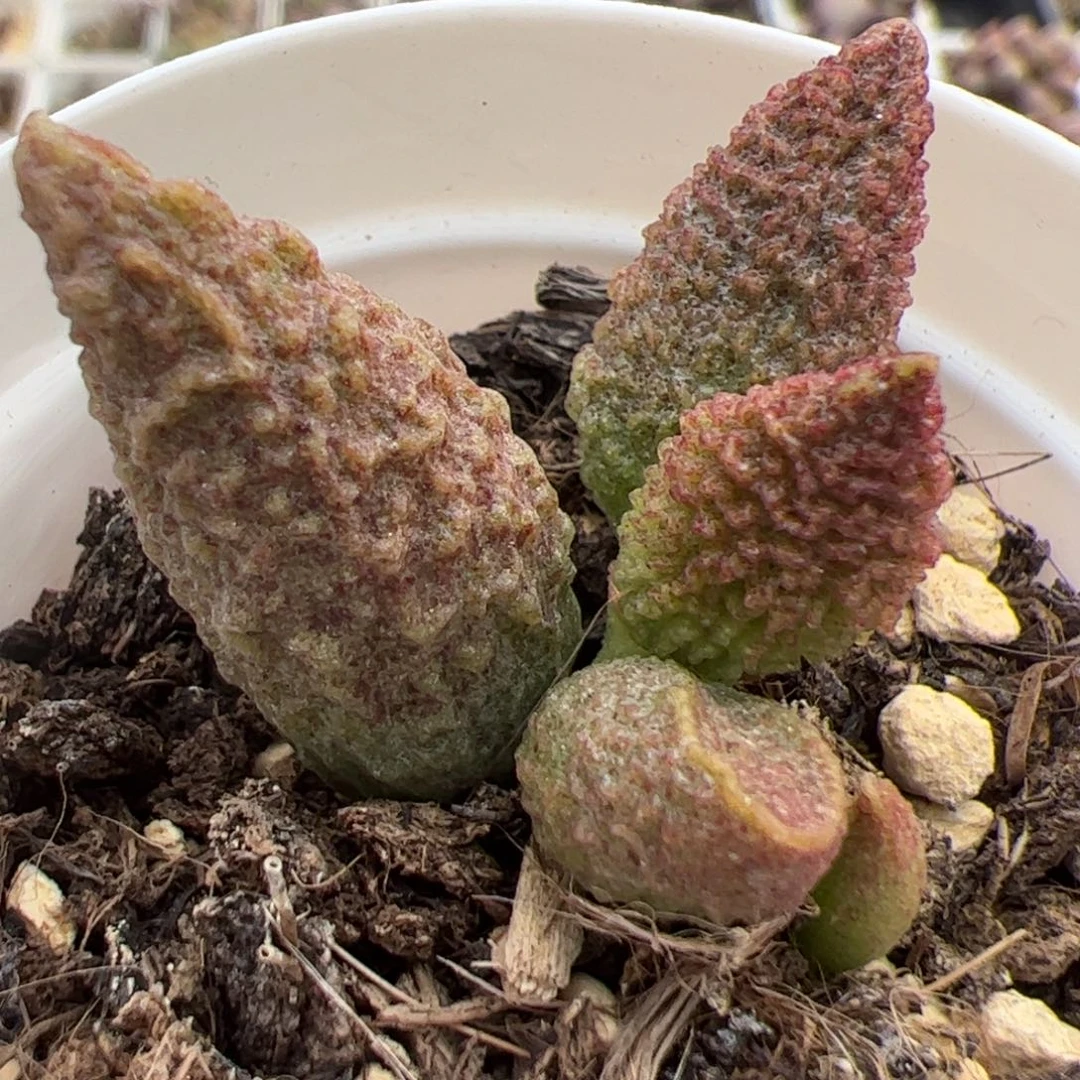 实生低叶苗多肉植物水泡多肉植物