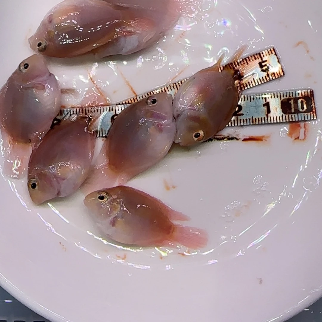 海水鱼胭脂粉8条不分公母