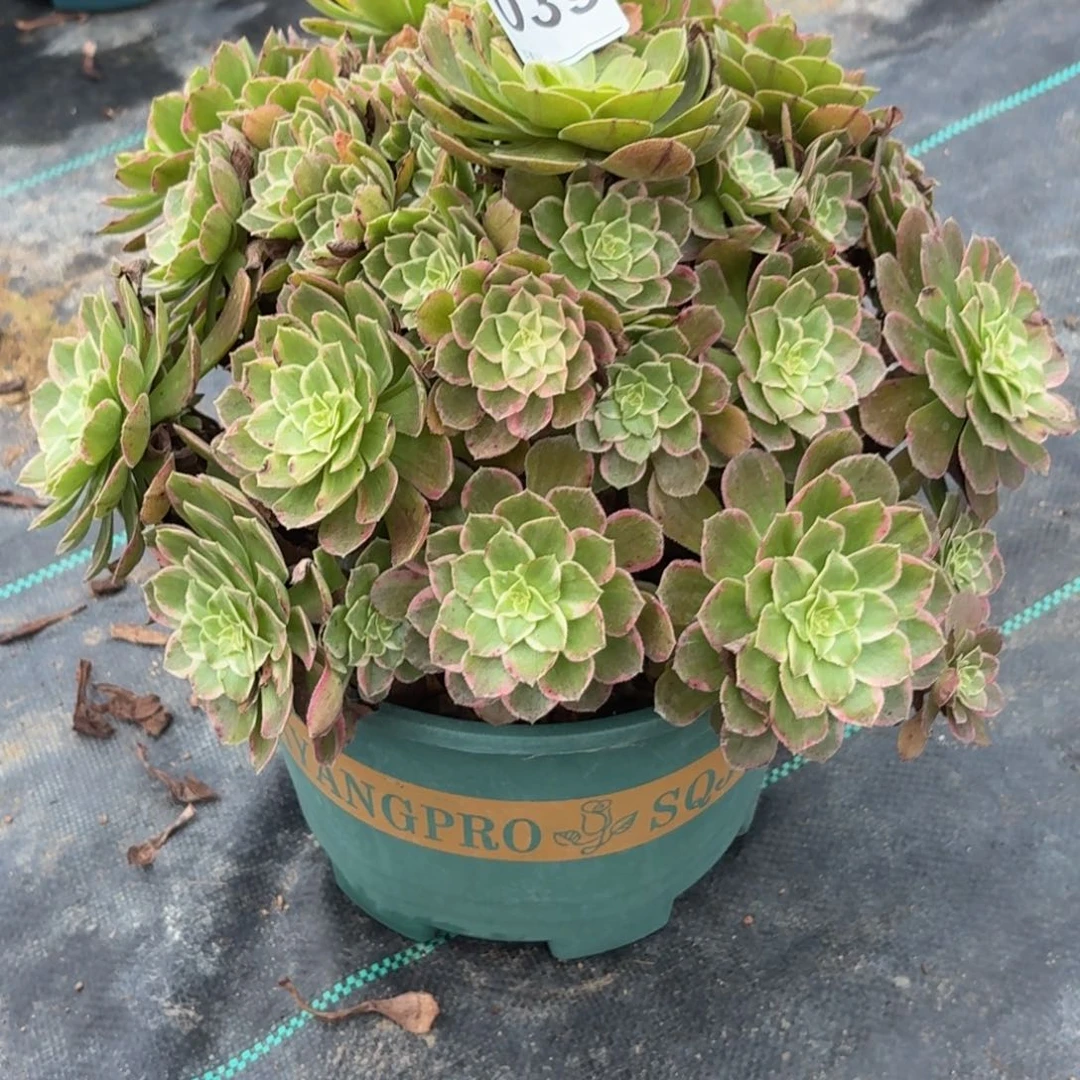 039莲花座多肉植物发货