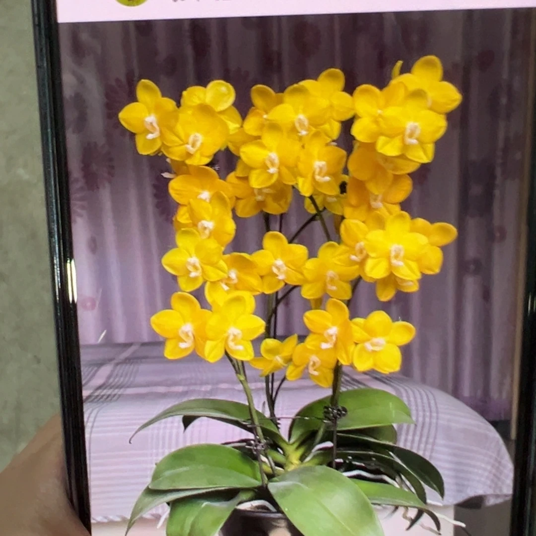 当前无花栽培后可以开花双剑吉祥如意，凑单发货