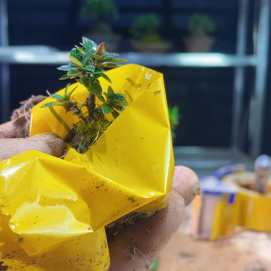 信****坊我是汪迎春的一个小女孩