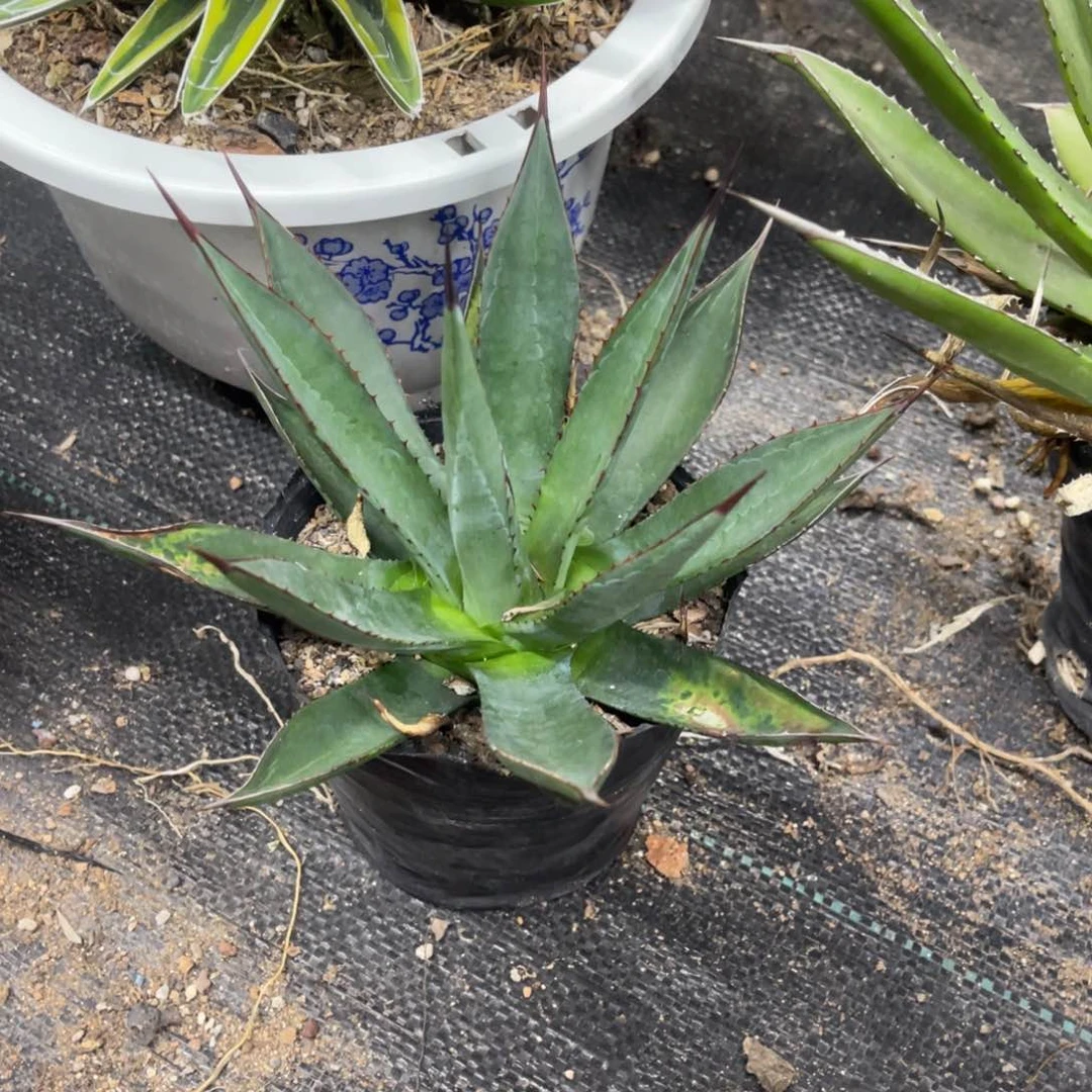 亚利桑那龙舌兰小