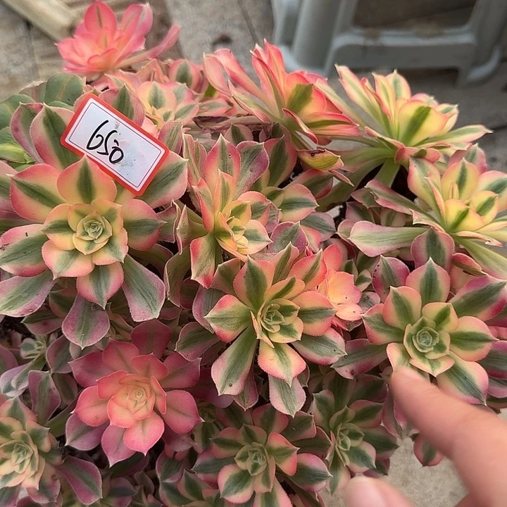 h***p多肉法师粉女巫650没售后