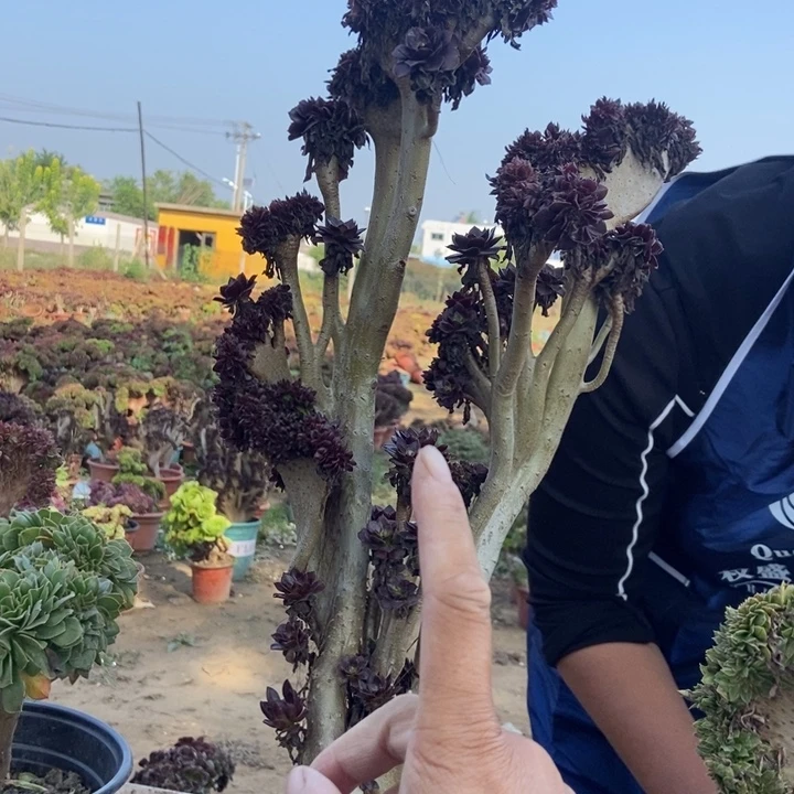 元***子433小哥哥小黑豆小黑豆