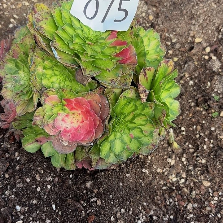 多肉植物福利075个