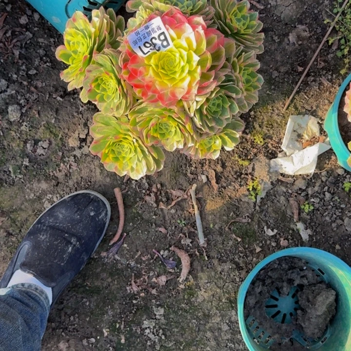 水中月25-13包邮花花