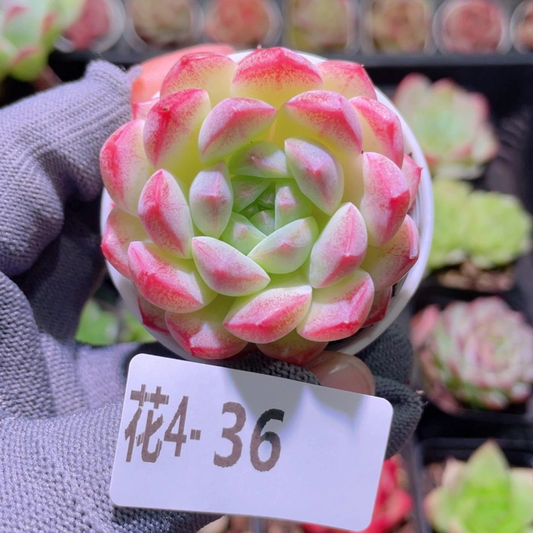 花利美 4-36白桃汽水