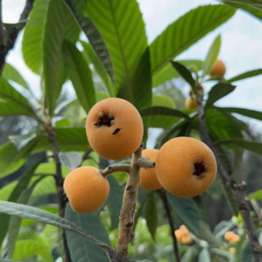 【京东快递】四川南充甜枇杷现摘新鲜水果甜蜜枇杷1/5斤