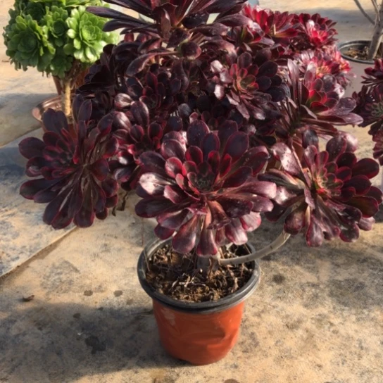 法师多肉植物似**年法师945