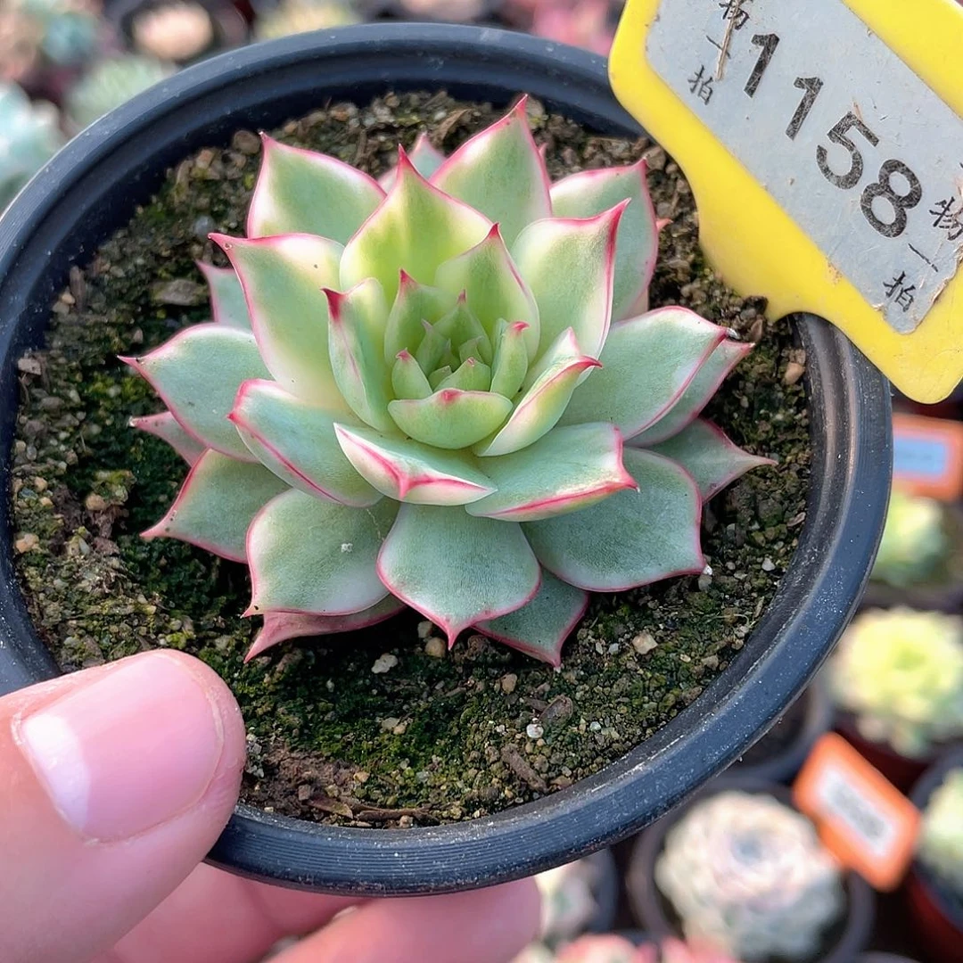 宝莲灯白锦1158号