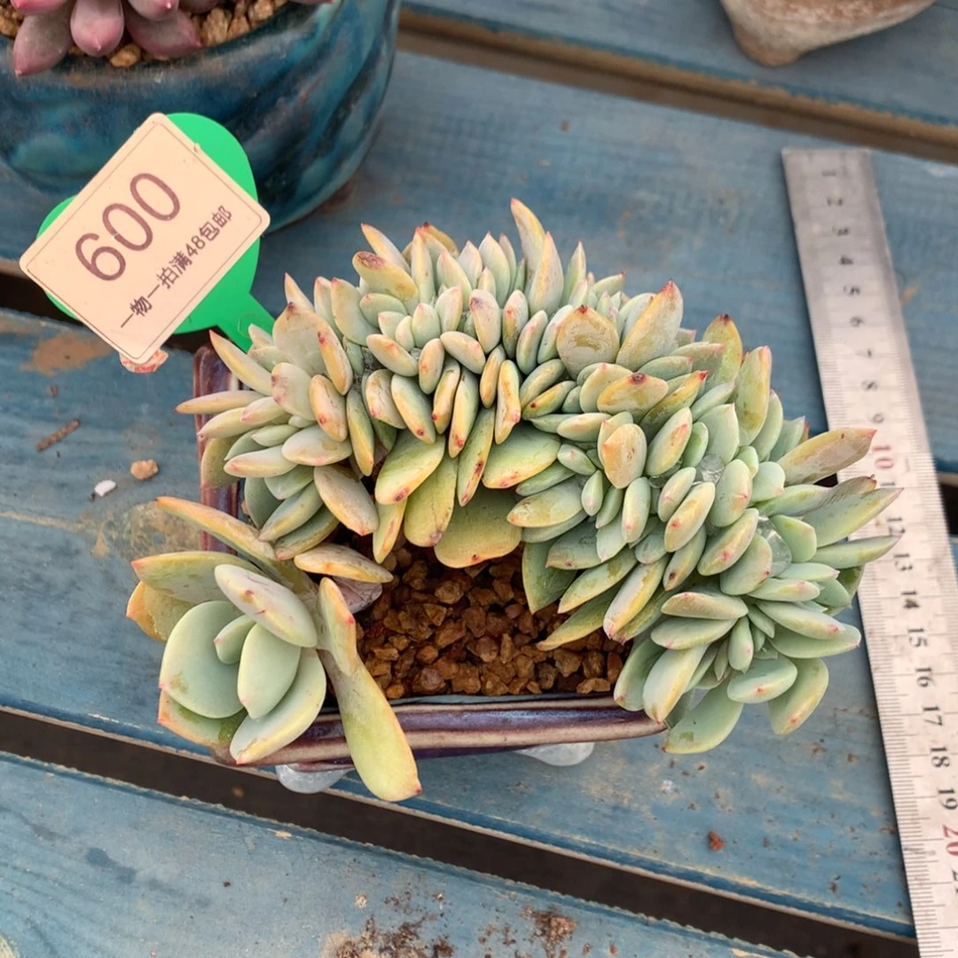 雪凤缀化一物一拍