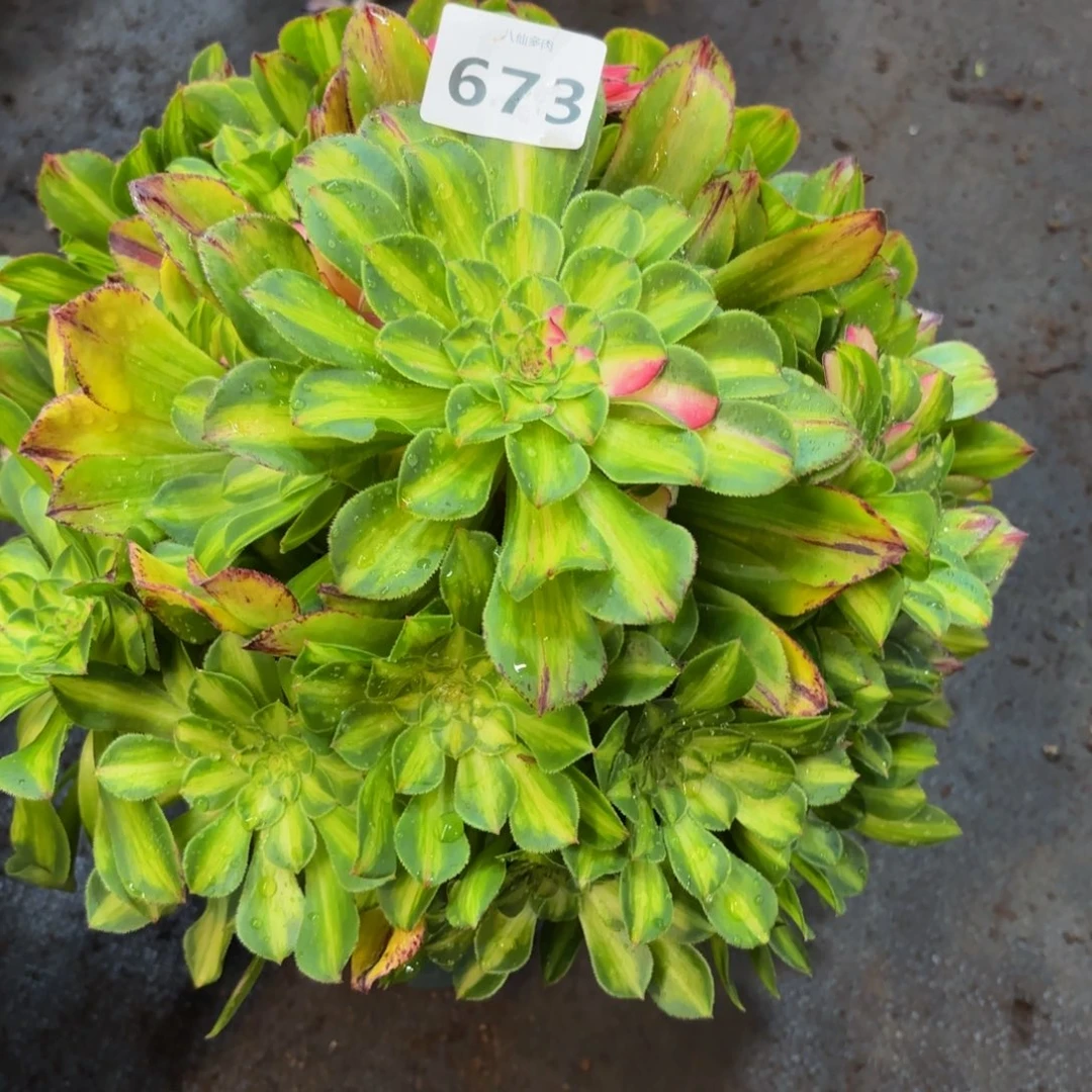 星*673多肉植物知否无根