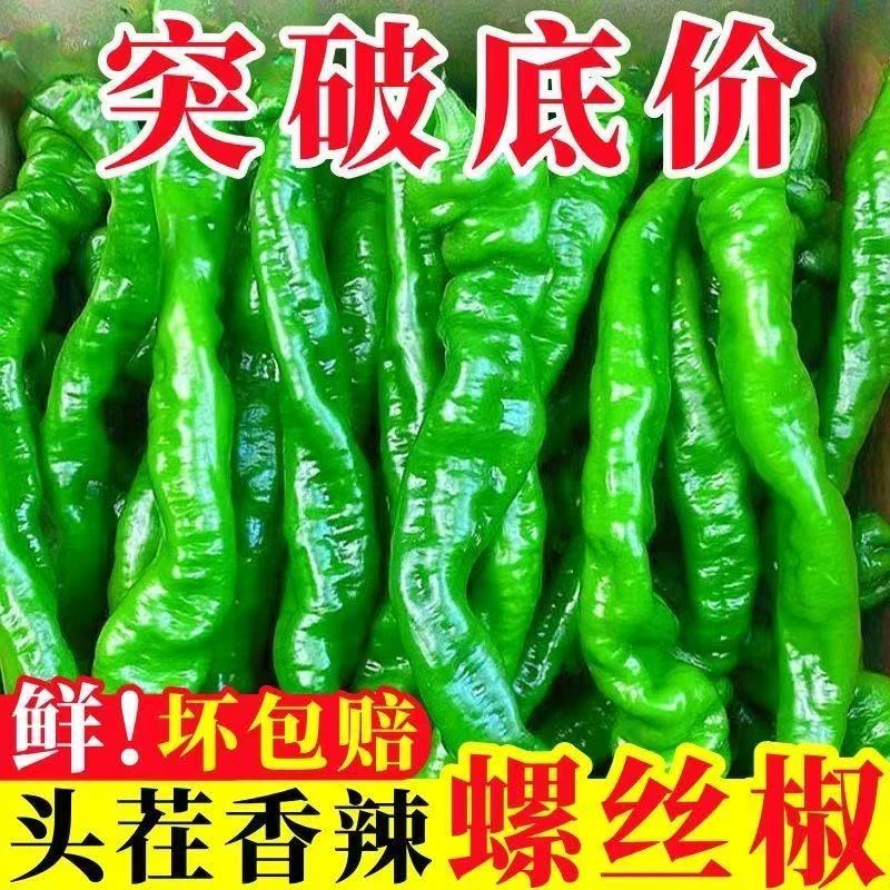 正宗薄皮螺丝新鲜自种香辣皱皮蔬菜超辣辣椒现摘特辣青椒种子包邮