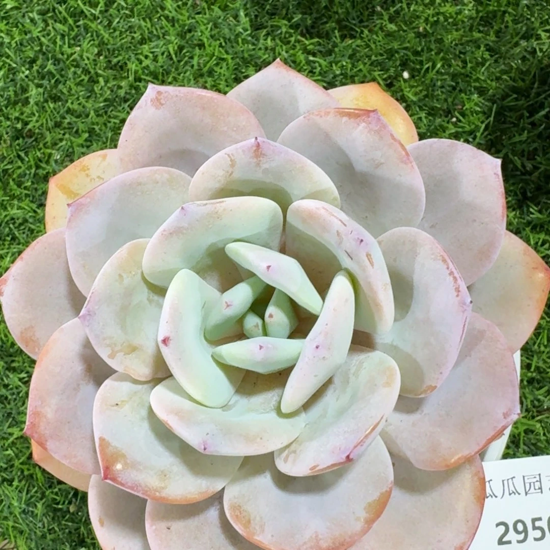 2950奶茶多肉植物