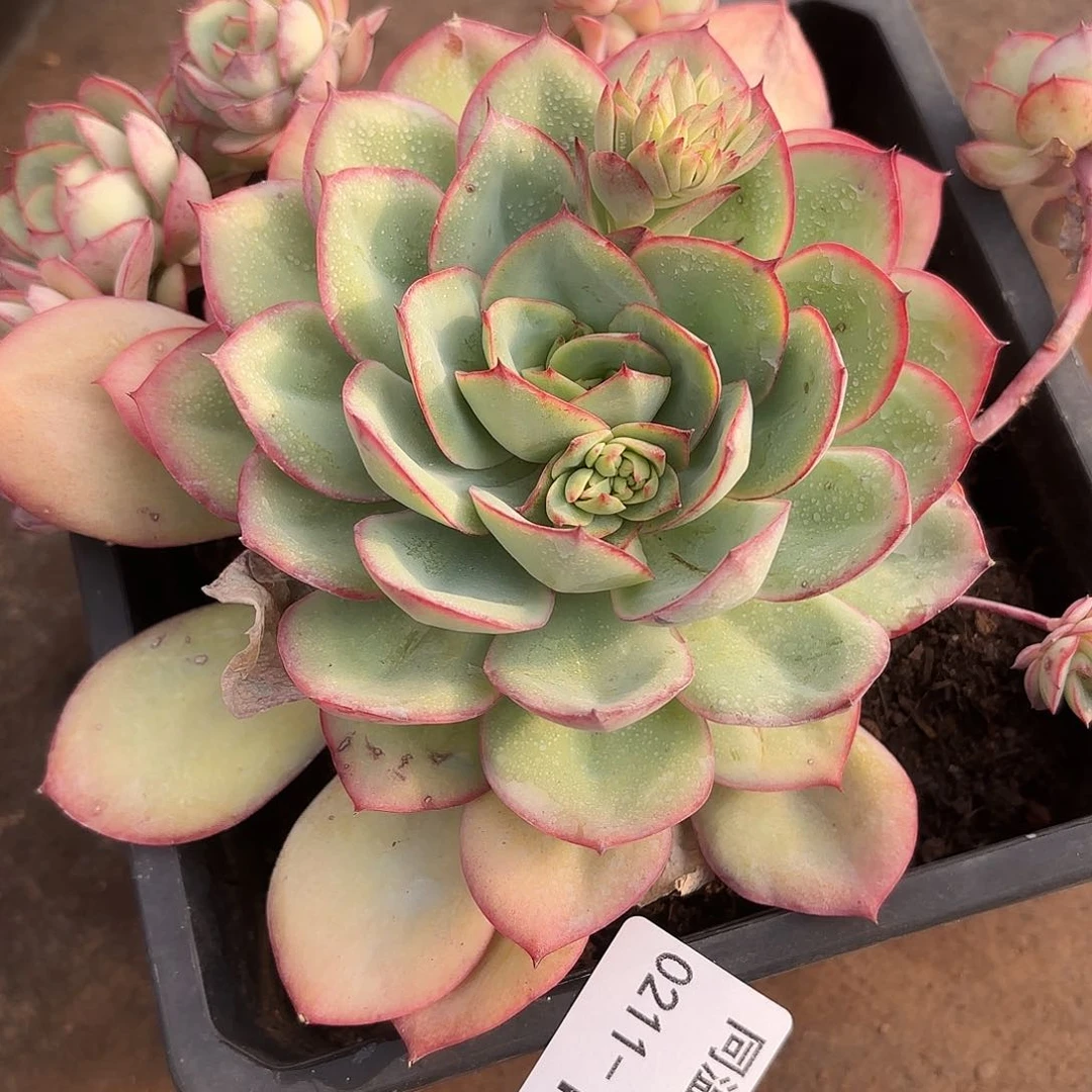 同温层多肉109牡丹亭