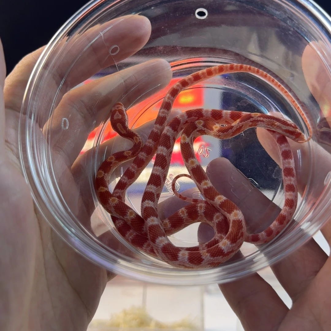 豹纹守宫白化红一对