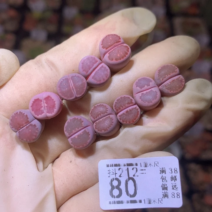 精致生石石212.80