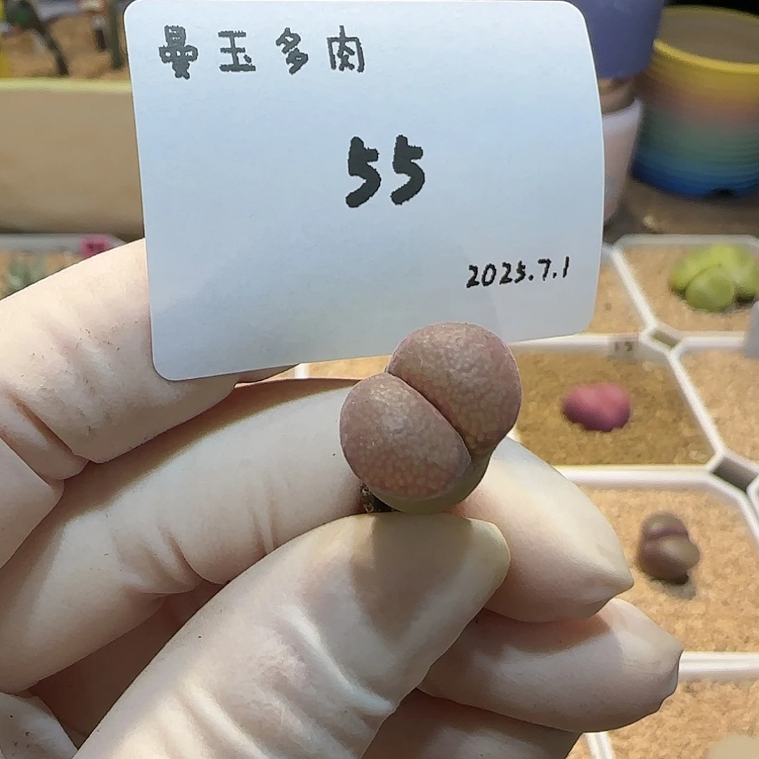 乐***乐多肉多肉多肉7.1-055
