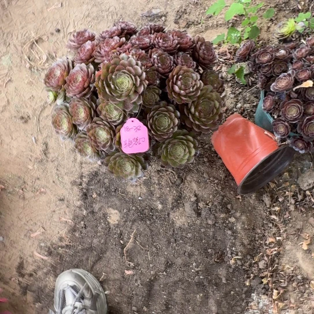 兰****8法师桃花石老桩发走特价无售后18-38