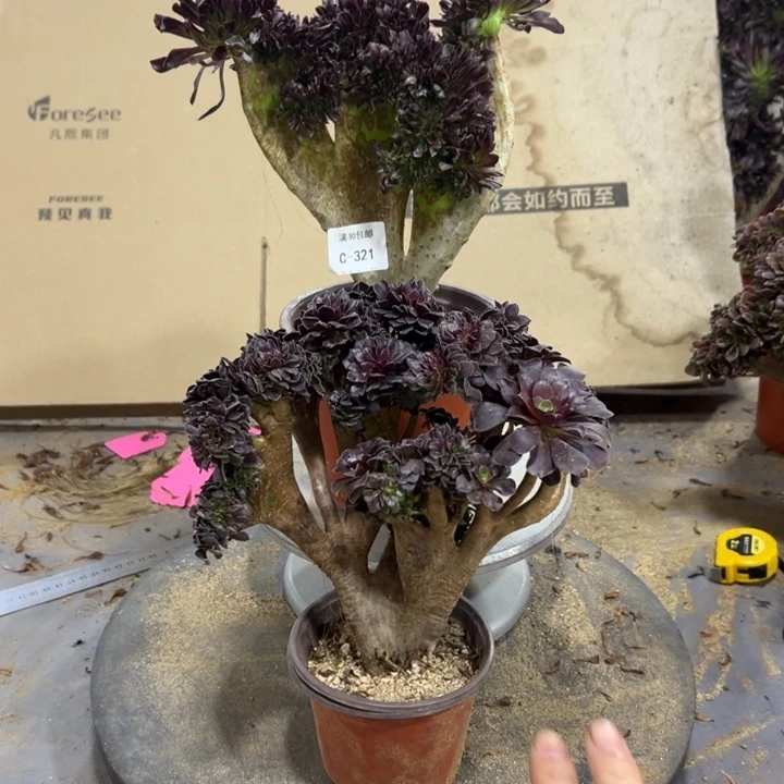 321黑法师一棵欧紫一棵不售后