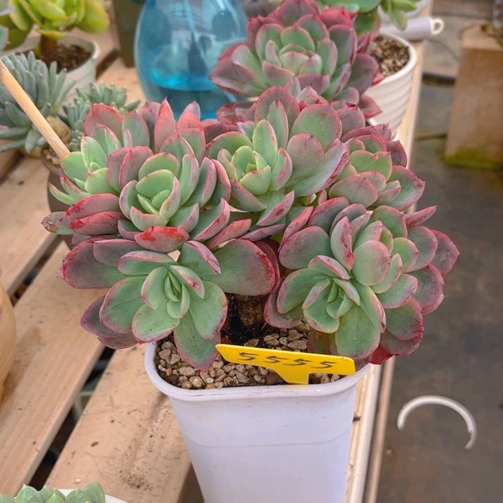 绮罗杂多肉植物5555
