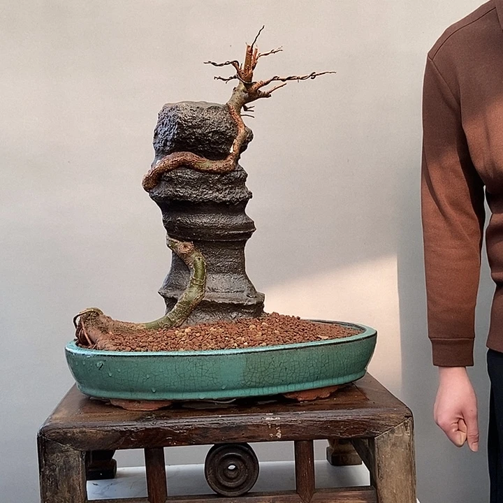 加***强无花朵王发忠附石