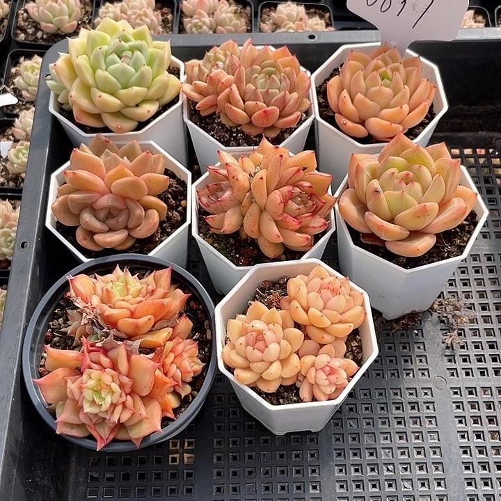 薇薇安园艺多肉0897