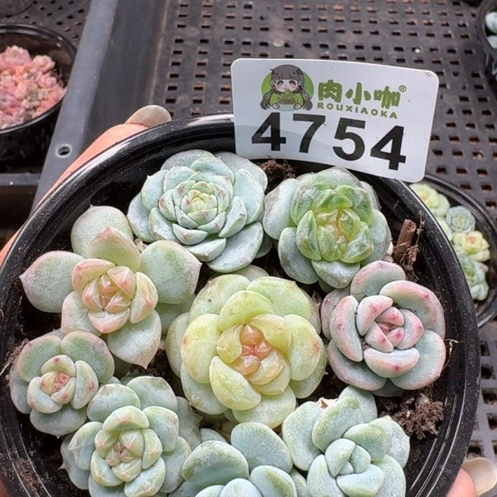 多肉植物多肉植物