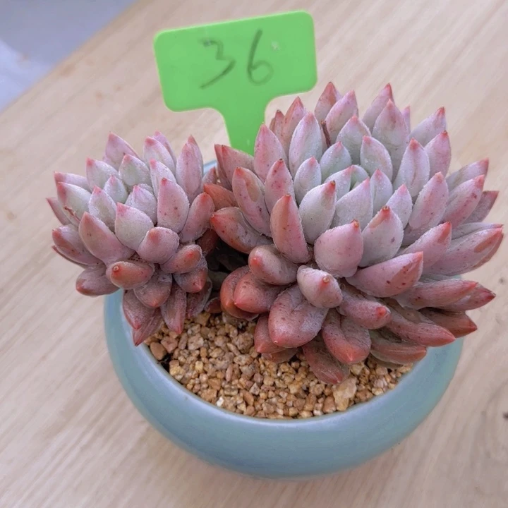 雷*敏36多肉植物一物一拍