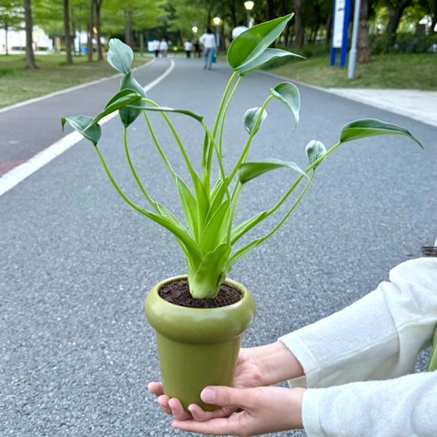 托尼舞者海芋绿萝春羽盆栽盆景室内客厅办公室桌面观叶花卉绿植